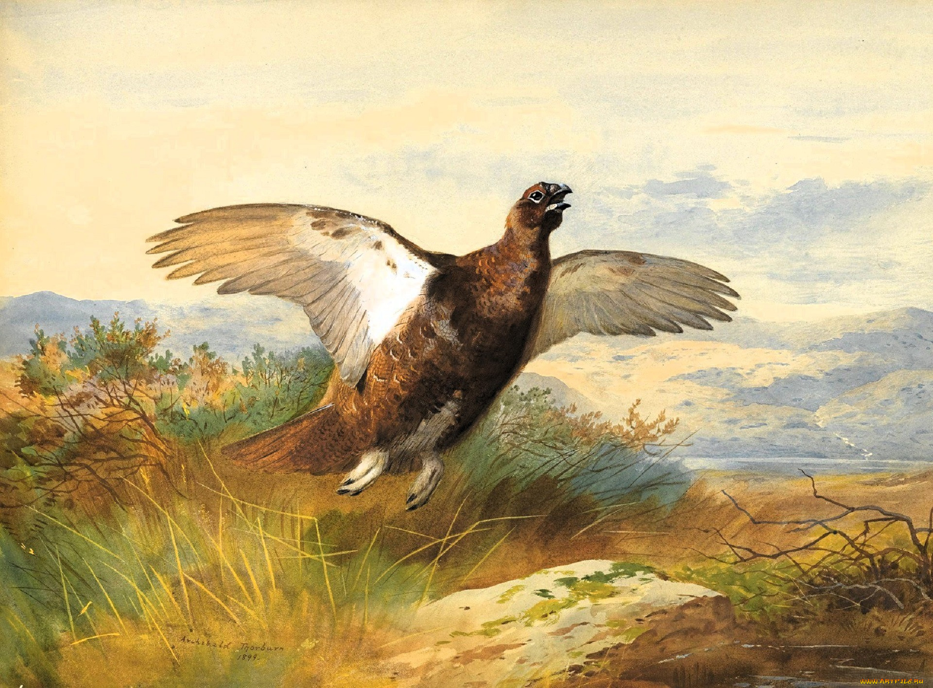 , archibald thorburn, , , 